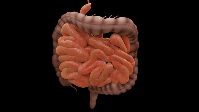 human intestines