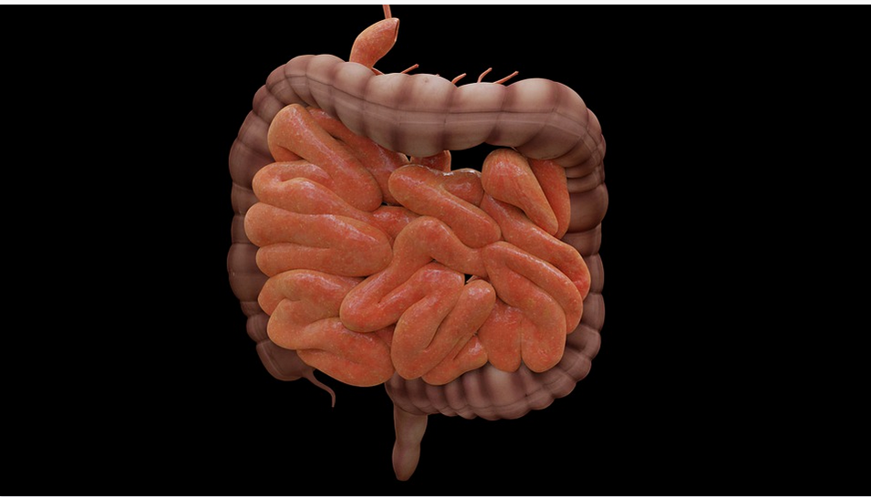 human intestines